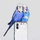 2 parrots